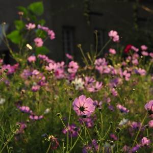 Dean Houghton outdoor garden cosmos