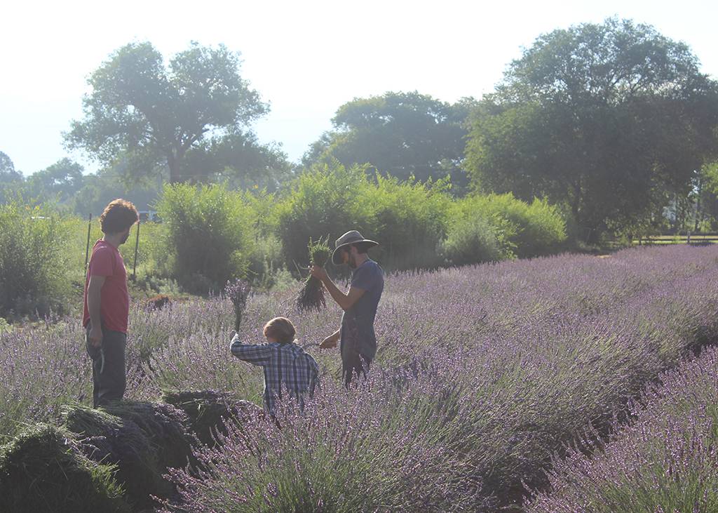 Bees in the lavender fields