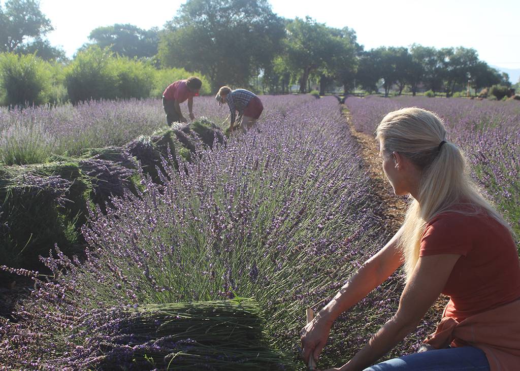 Lavender harvest