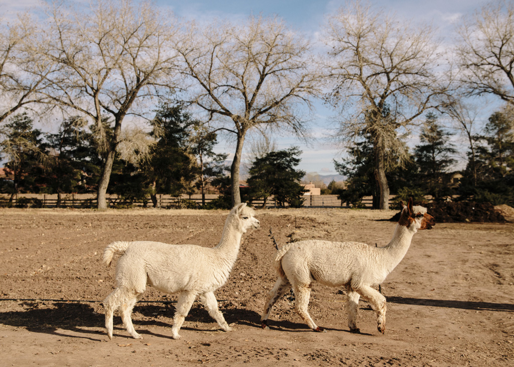 https://lospoblanos.com/uploads/images/Winter_alpacas_Ricky_Rhodes.jpg