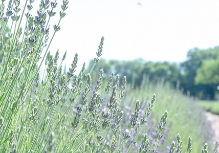 LavenderFest LavenderFest