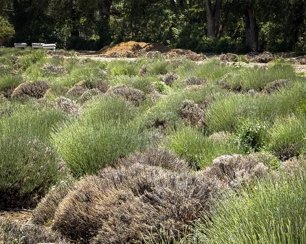 lavender fields in transition