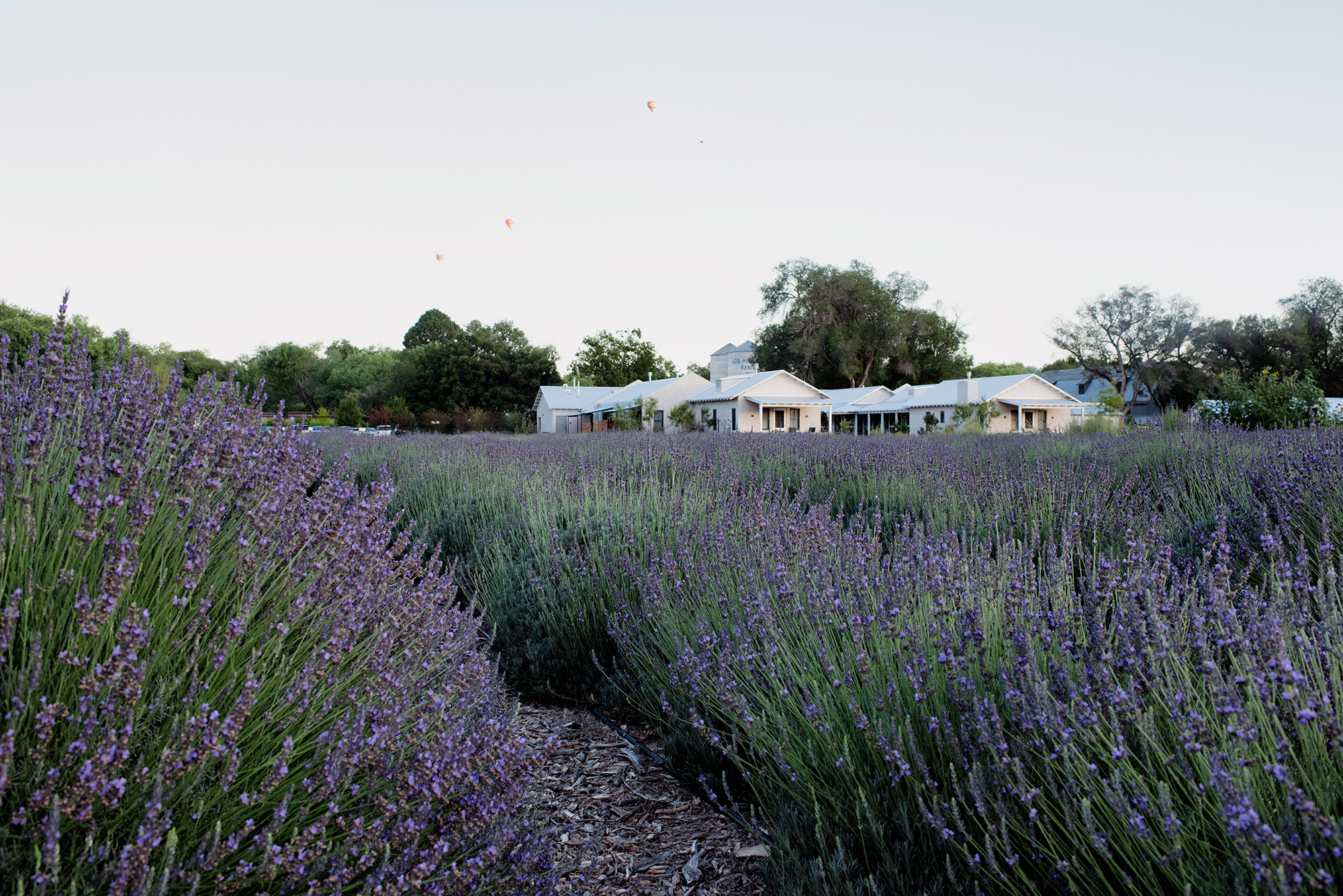 Lavender fields summer bloom