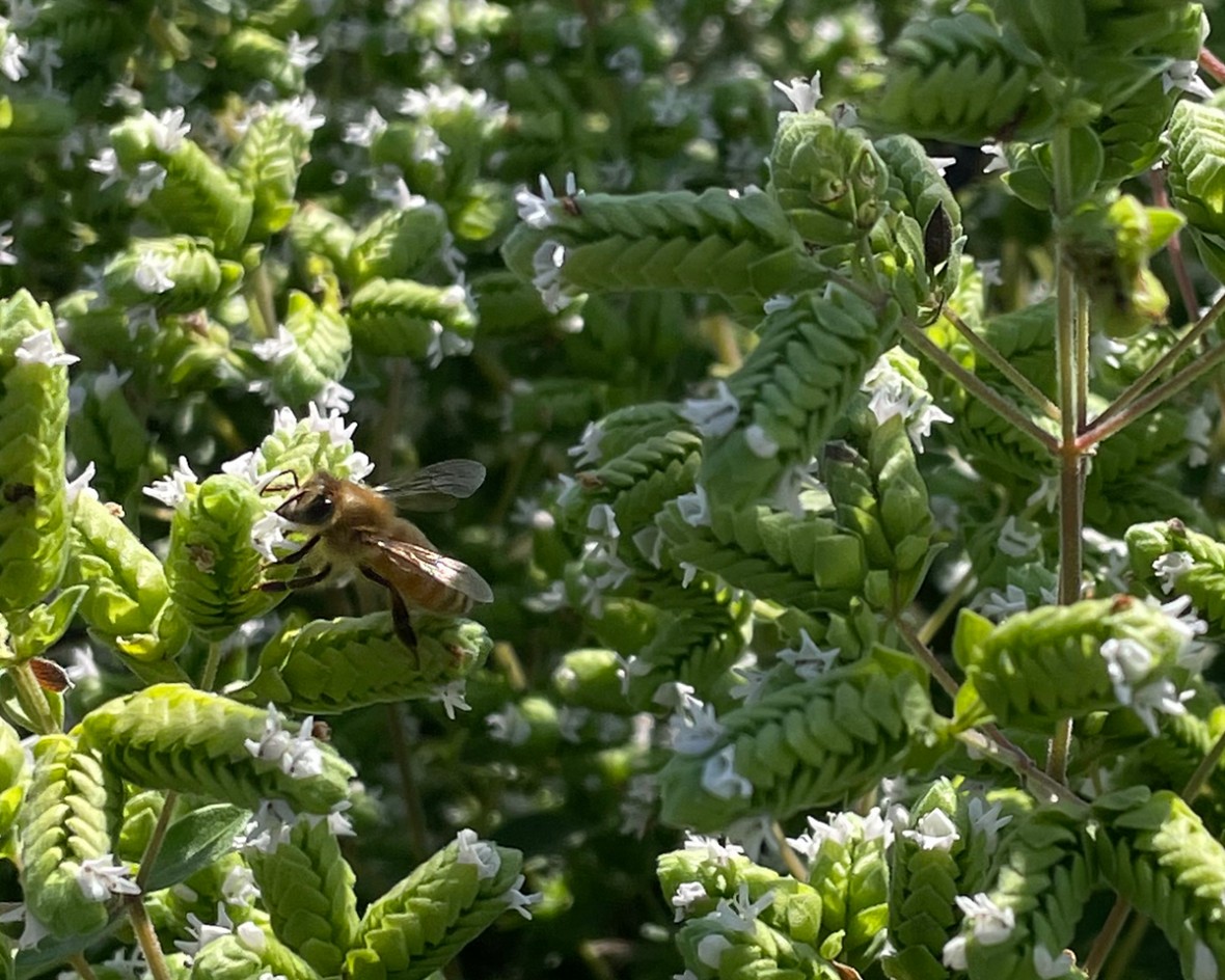 honey bee on herb variety