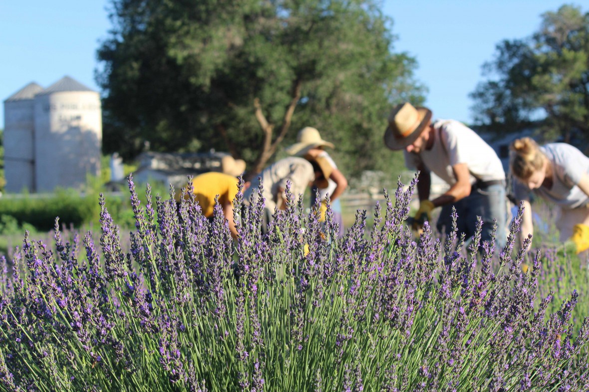 Lavender harvest