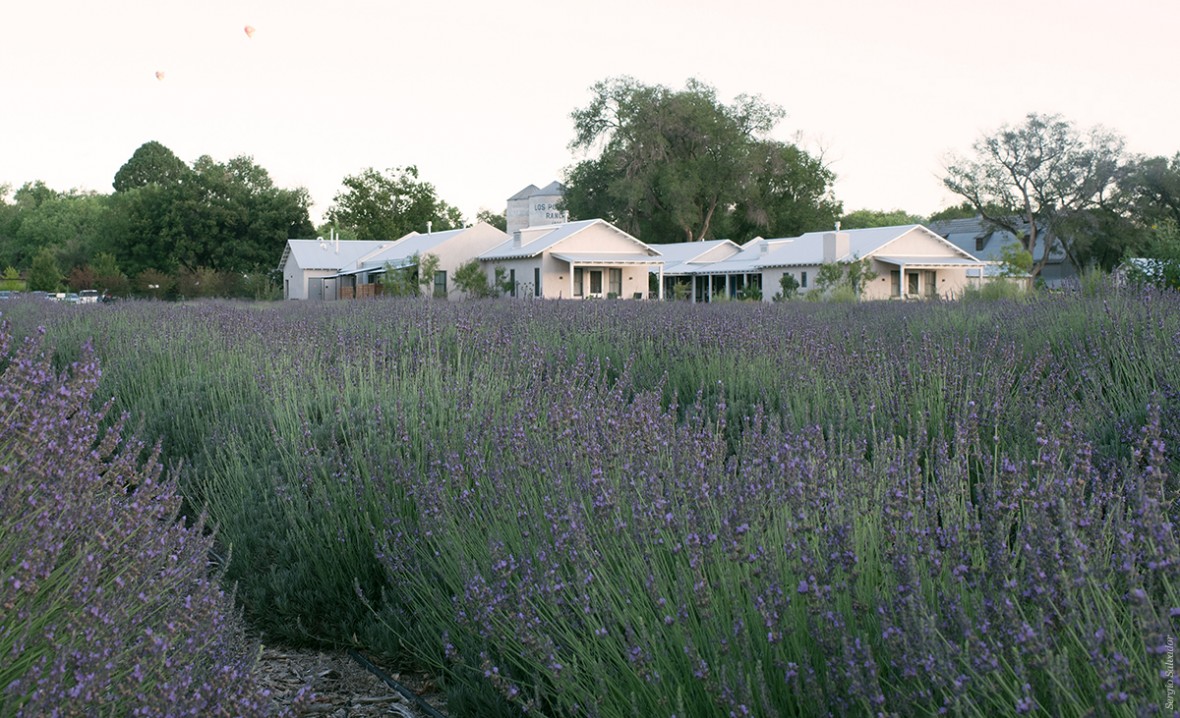 lavender fields in bloom