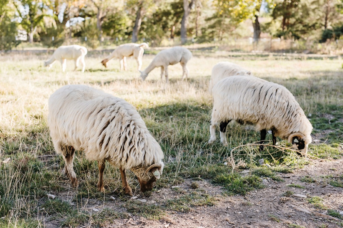 two sheep