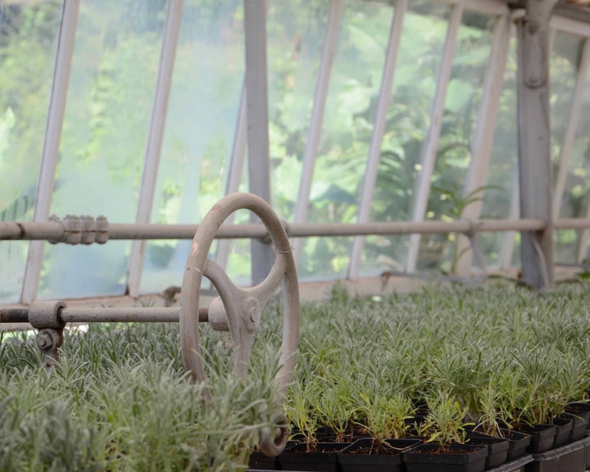 spring in the greenhouse