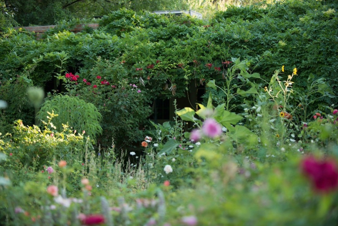 lush green garden