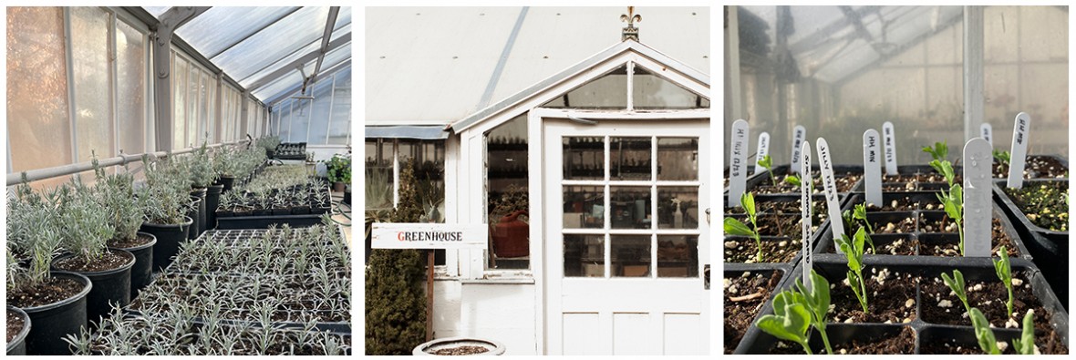 Lavender starts, a greenhouse door, seedlings