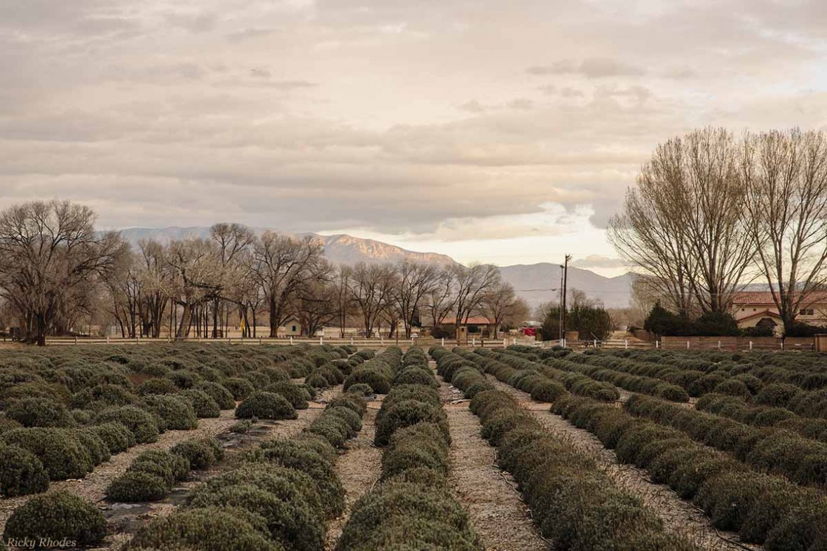 lavender fields