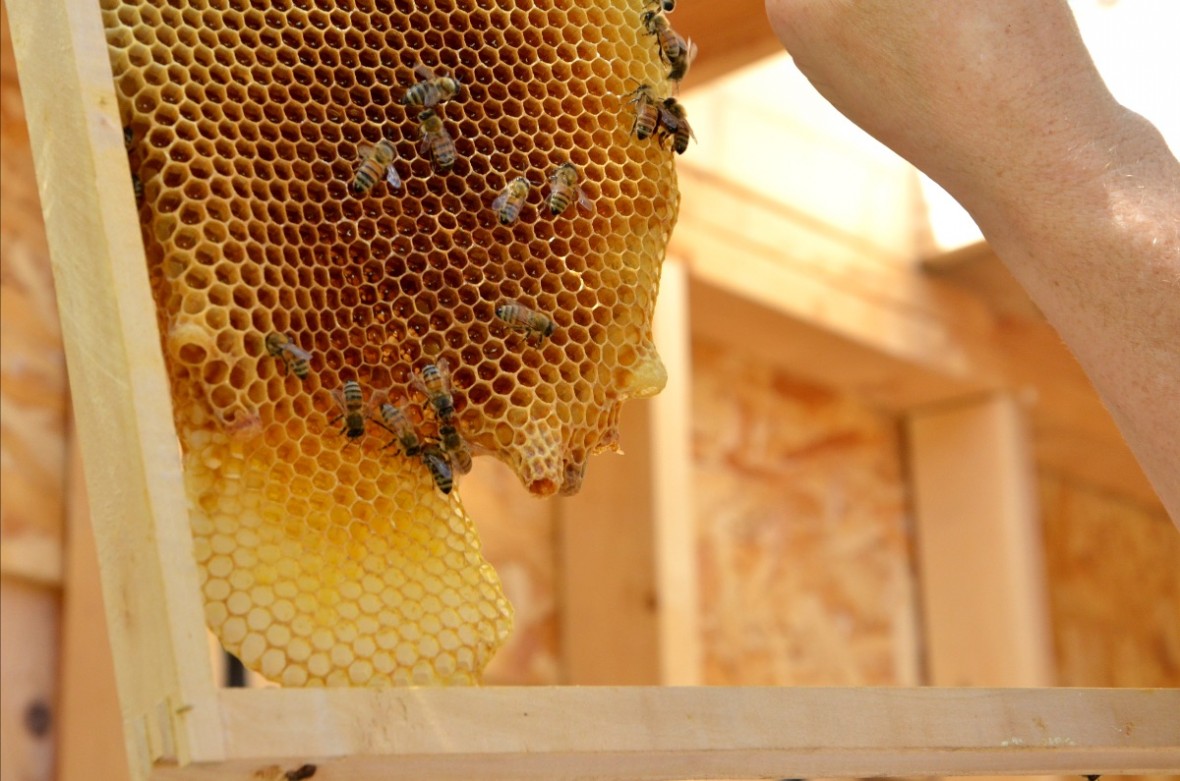 photo of inside of bee house with hive