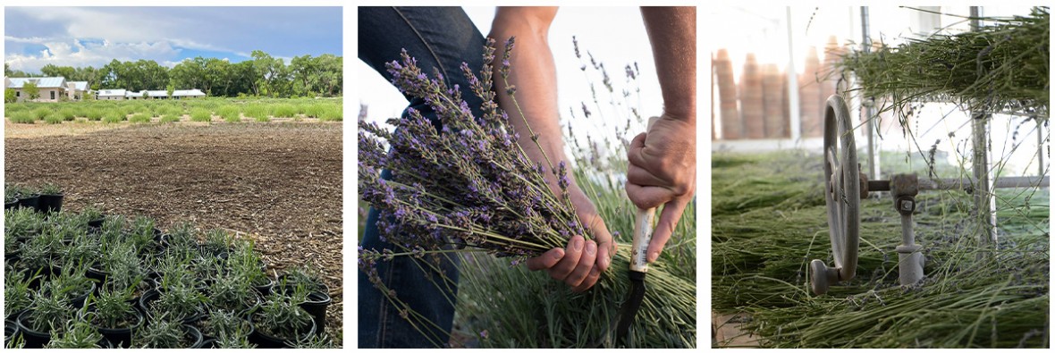 lavender growing and cutting