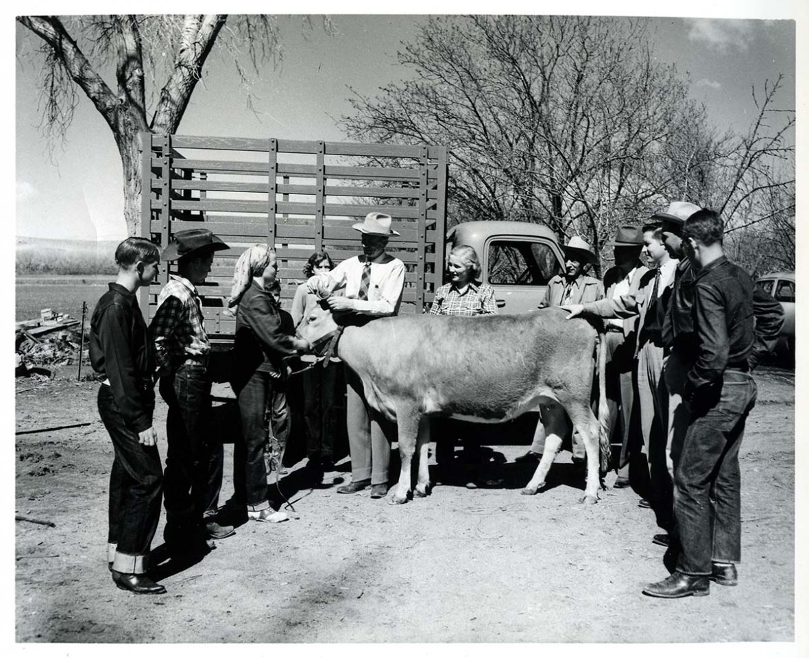 old black and white photo of cow