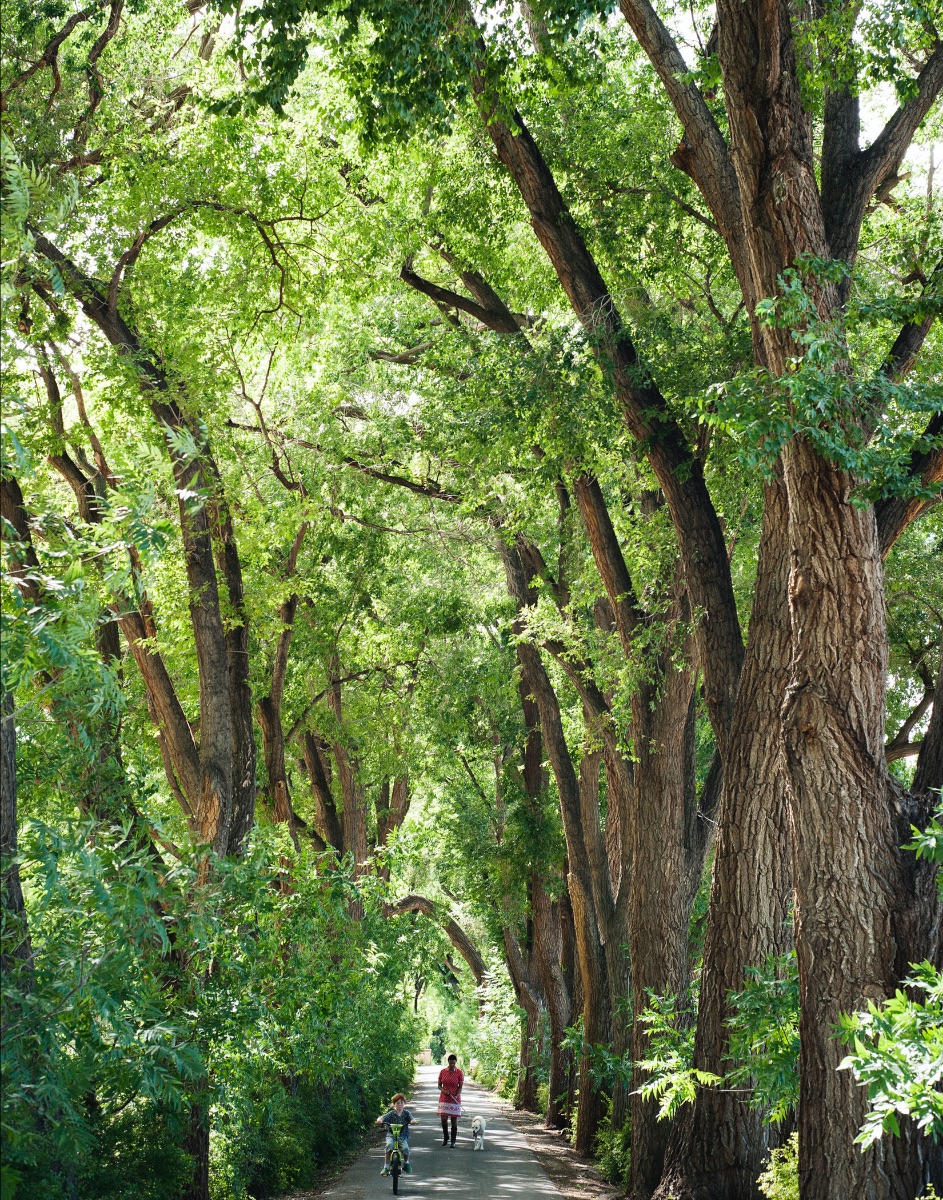 cottonwood driveway