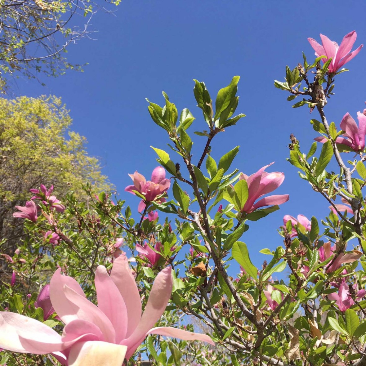 rose bushes