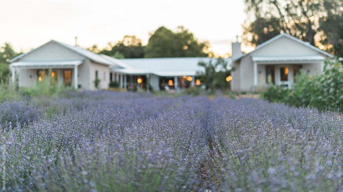 lavender fields