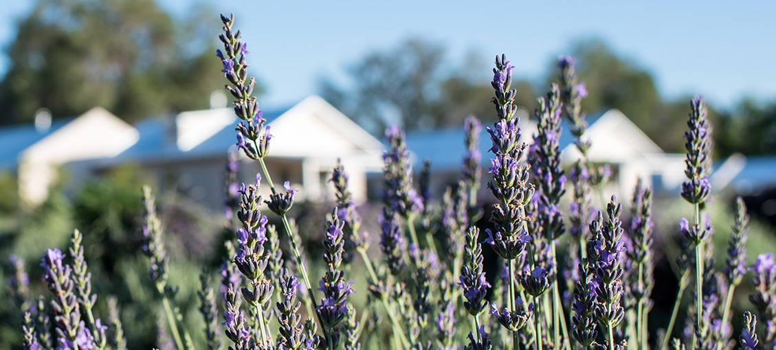 lavender field