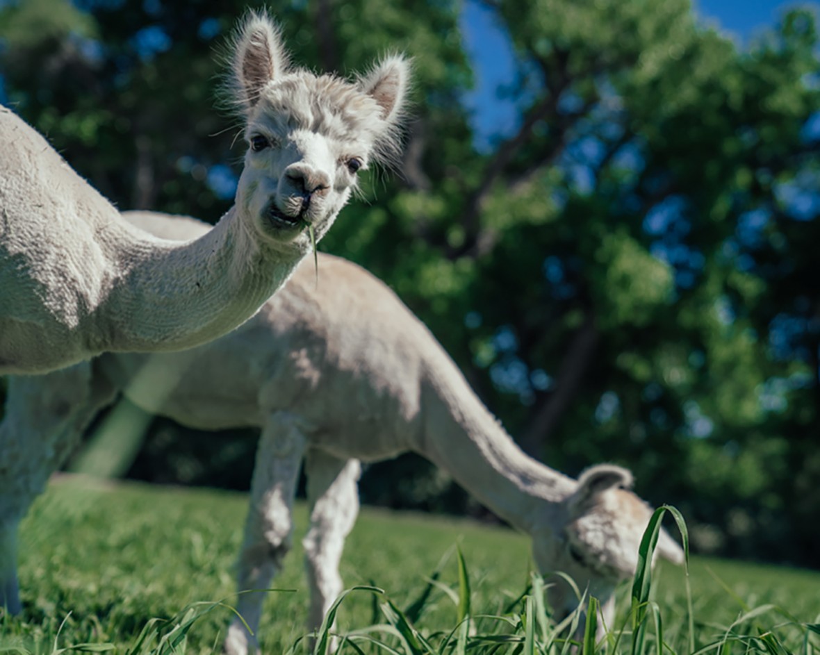 Alpaca grazing in the fields of Los Poblanos