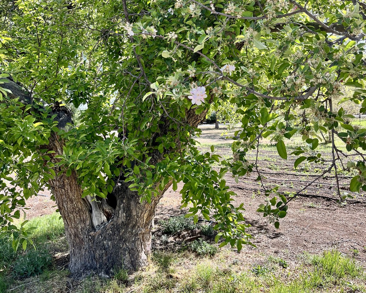 Black Twig apple tree