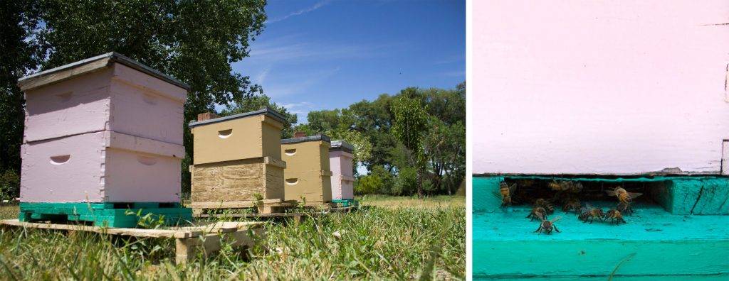 Happy hives full of busy bees out in the south pasture.