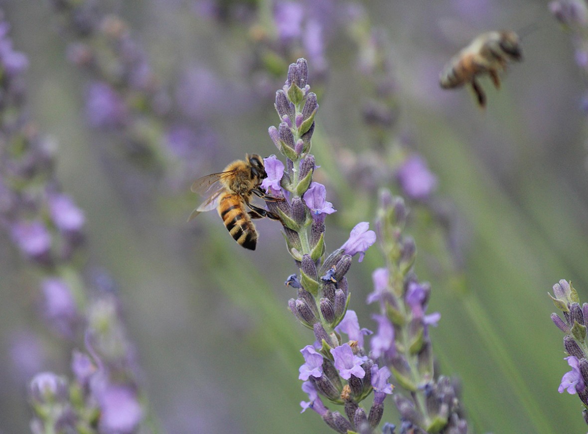 A honey bee on a lavender flower