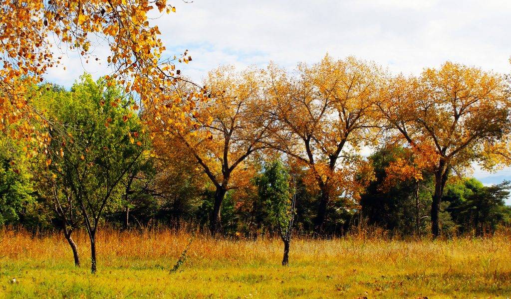 Los Poblanos Fall Orchard