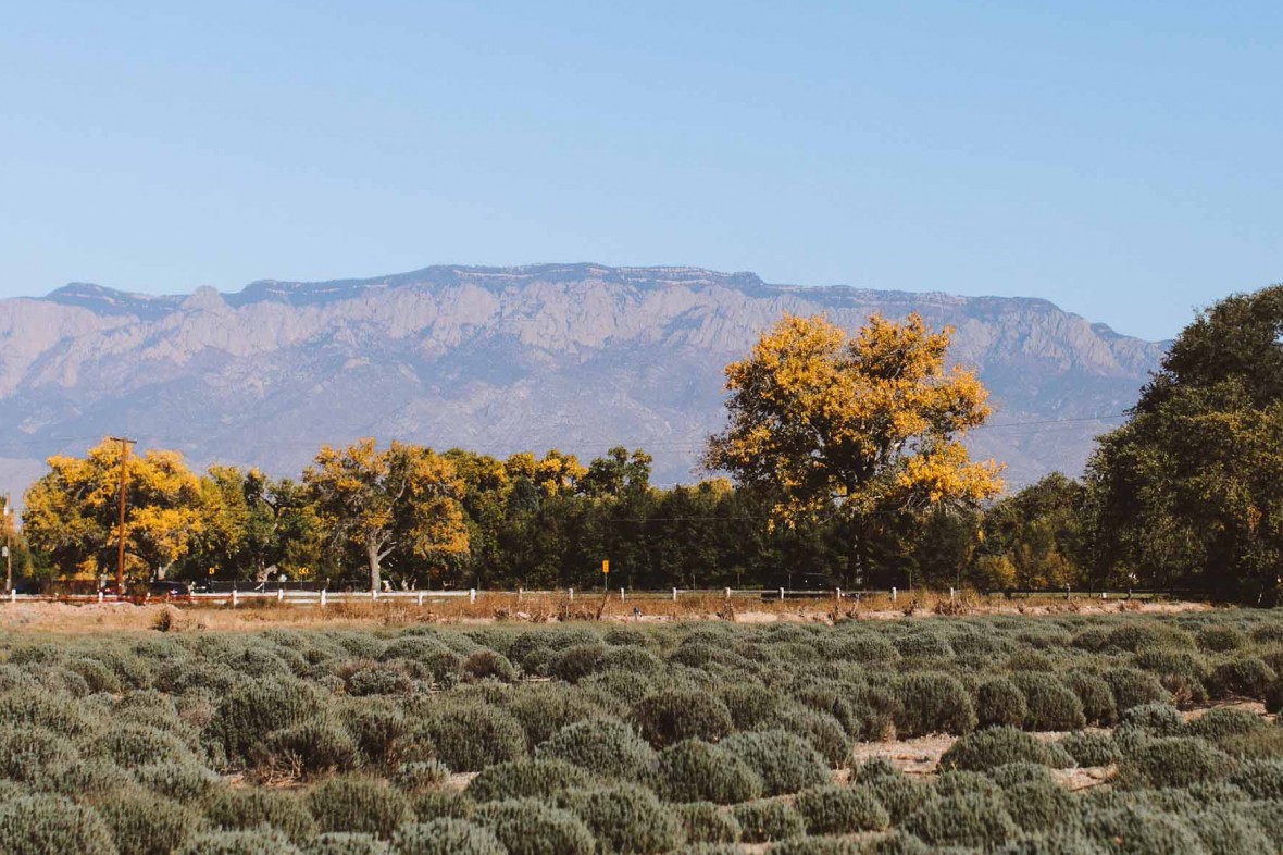 Fall lavender field, Sandia Mountain and cottonwood trees in background, photo by Pat Furey