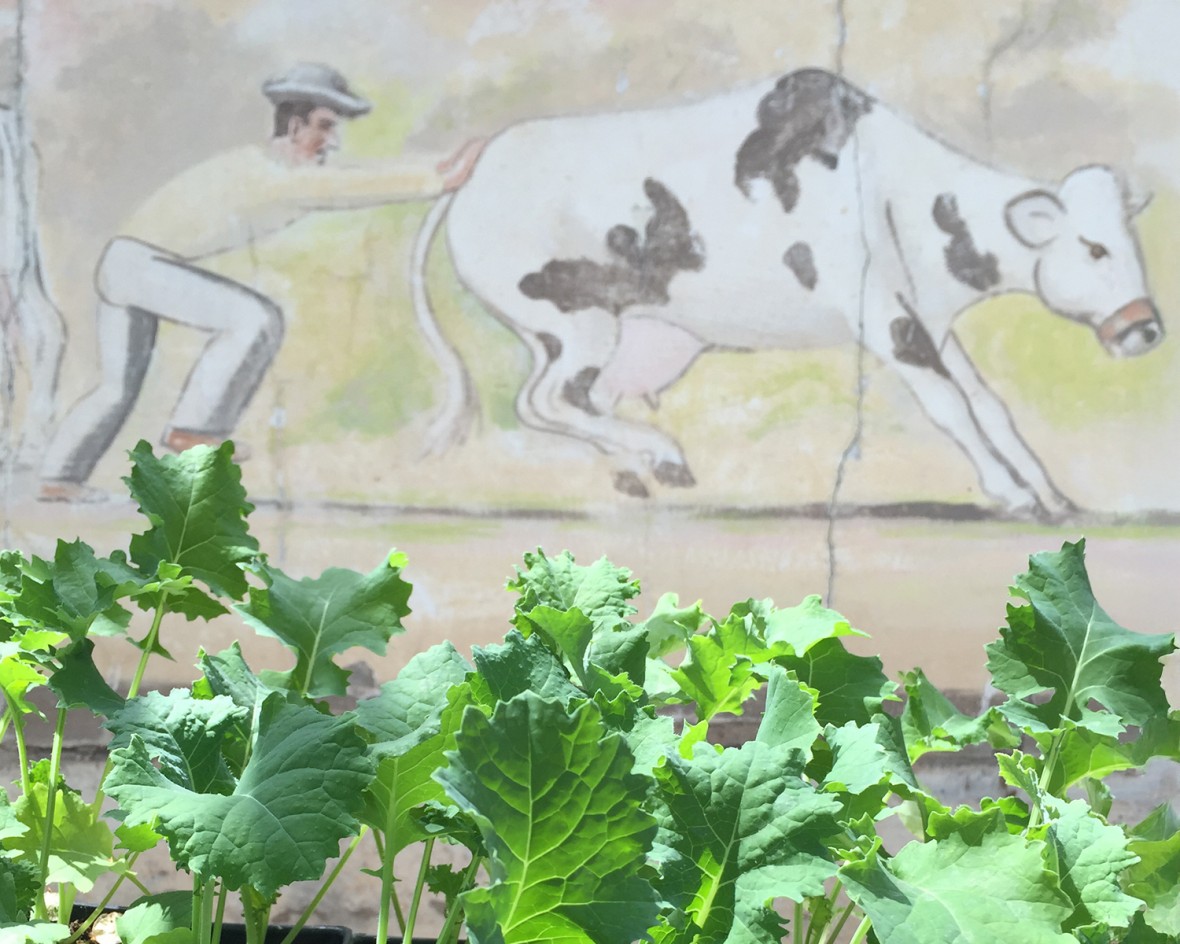 Farmer Cow mural behind new plants