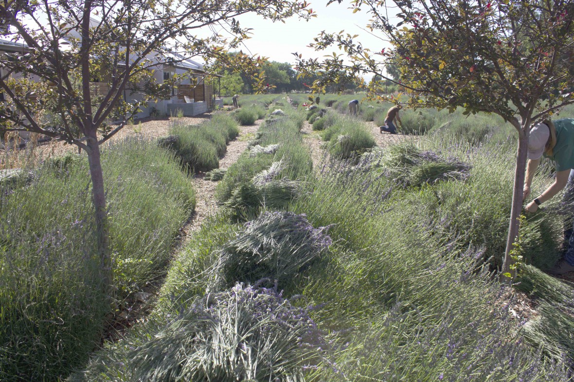 2018 lavender harvest