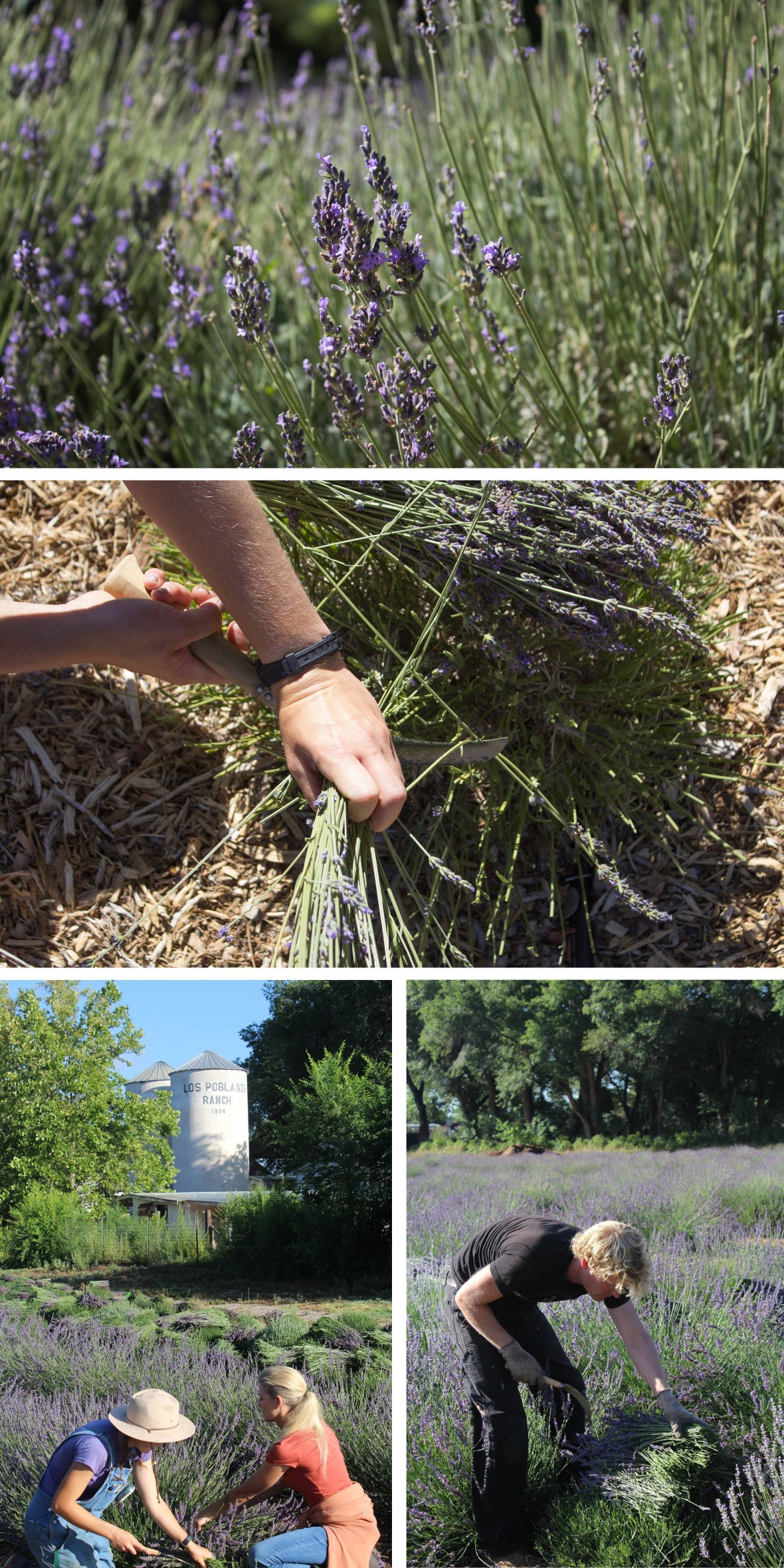 Harvesting Lavender at Los Poblanos