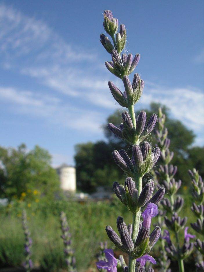 Lavender in our fields