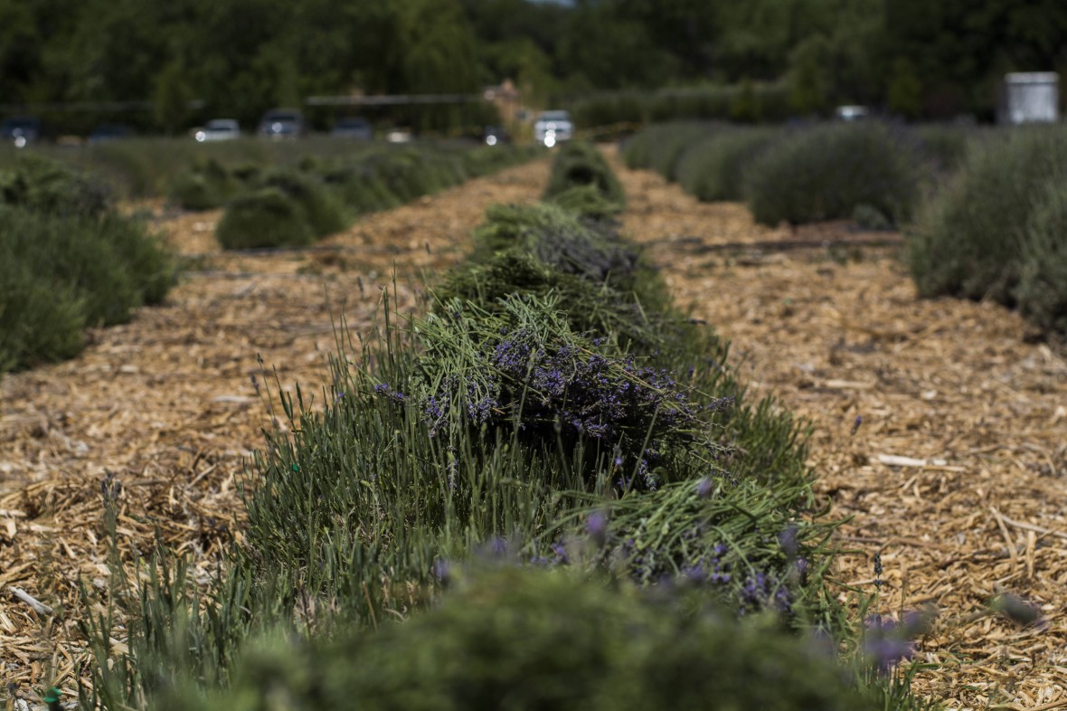 Lavender Harvest rows