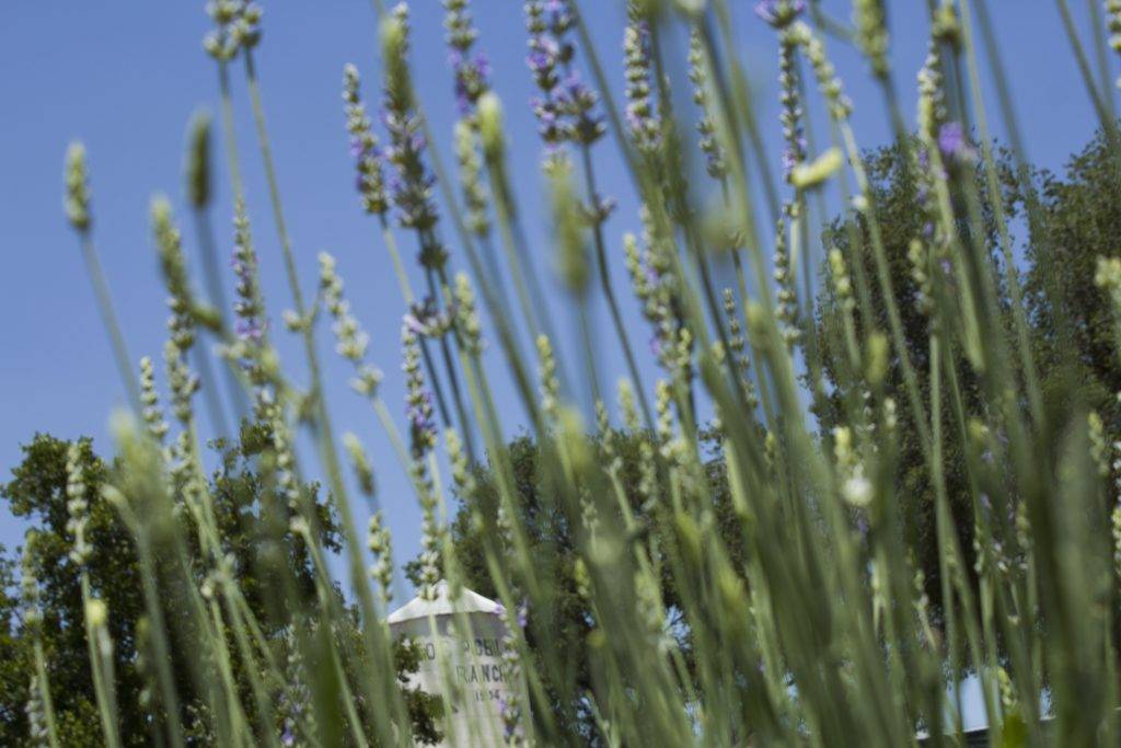 Lavender in our fields