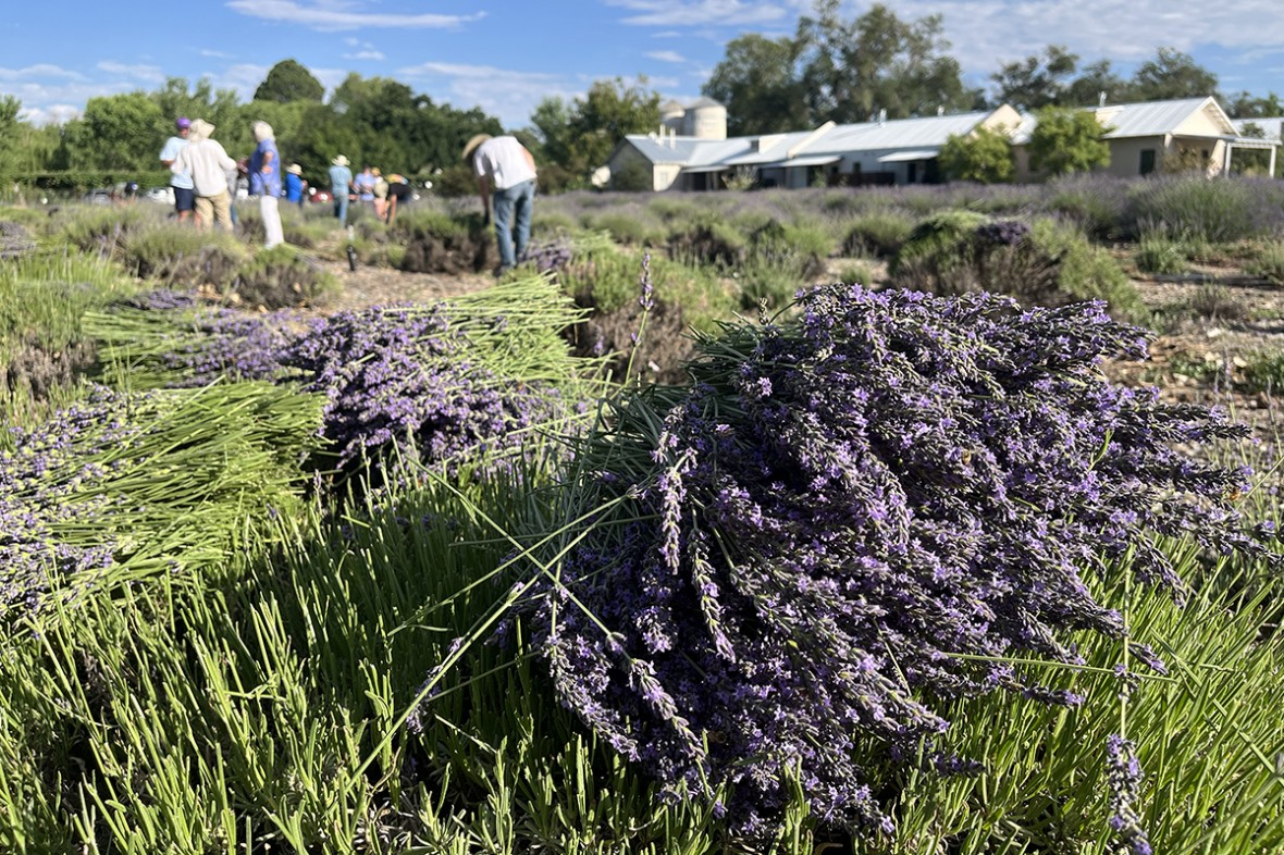 Lavender Harvest 2024