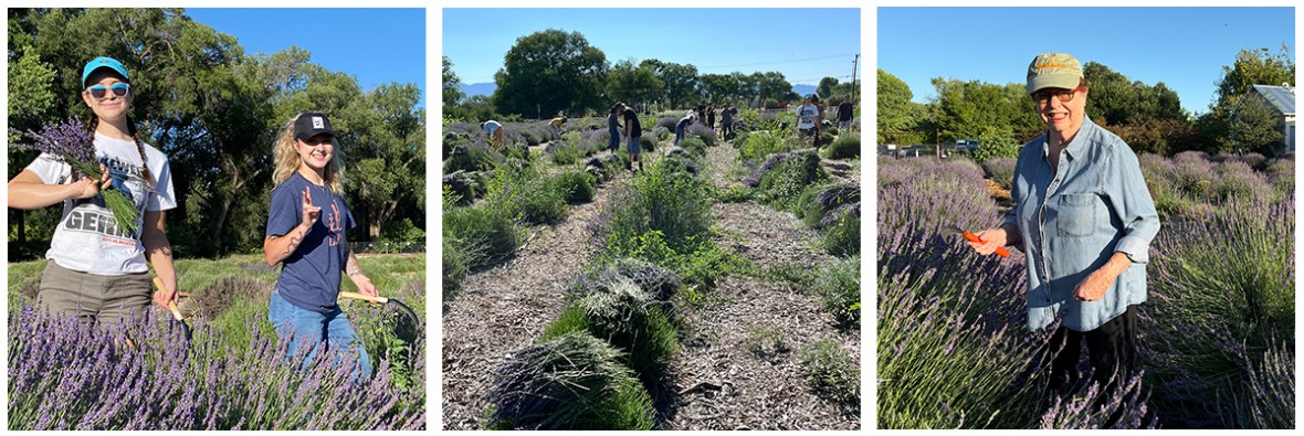Employees, friends and family all lend a hand for the lavender harvest.