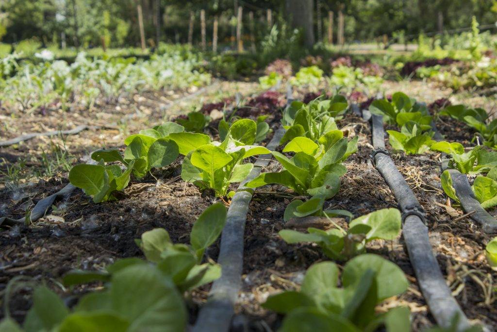 Beautiful organic lettuce growing in our kitchen gardens.