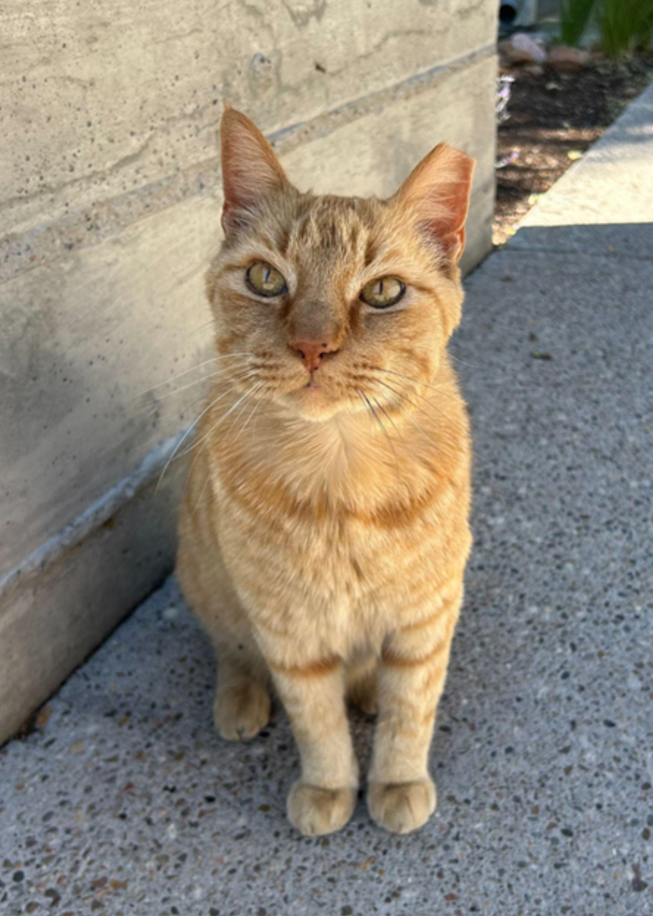 Mouse, an orange farm cat