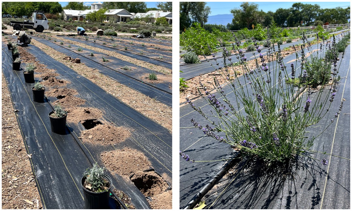 New additions to the lavender fields.