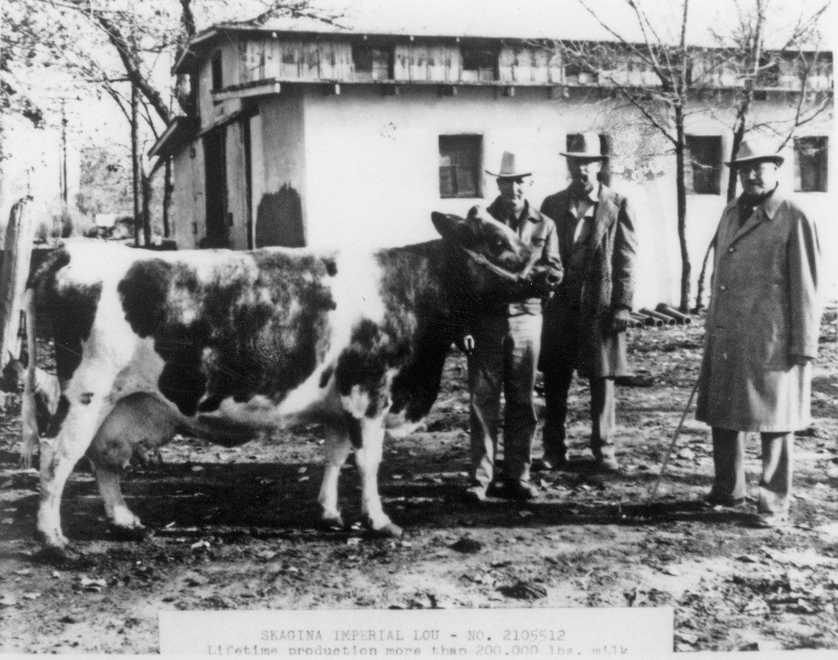 historic black and white photo of a prized dairy cow