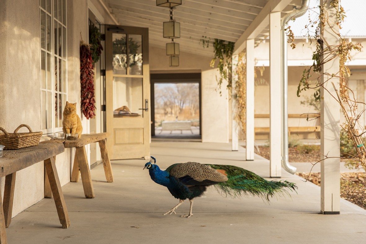 Farm favorites Mouse the cat and JD the peacock.