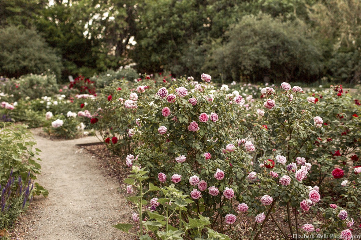 rose garden path