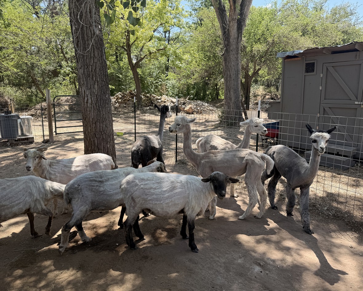 Sheared Animals photo by Tyra Trumble