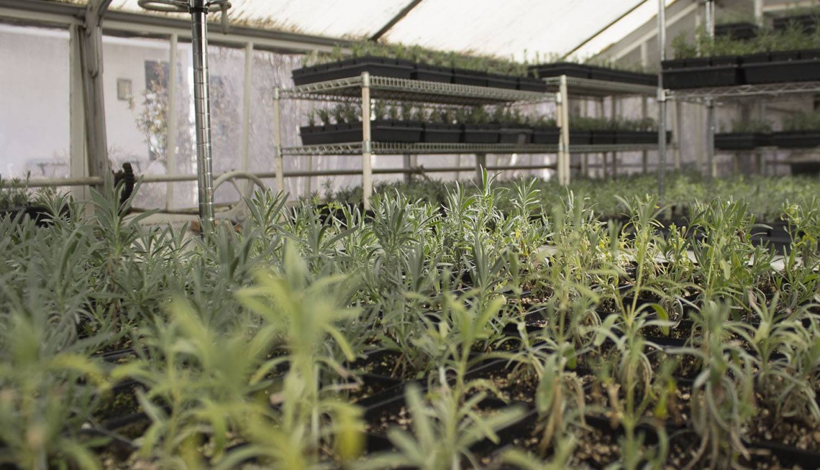 Lavender starts in the historic greenhouse.