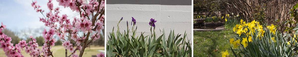 Fruit trees, iris, and daffodils showing off.