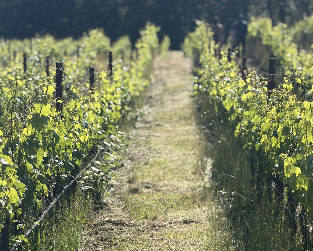 Martin Woods Vineyard