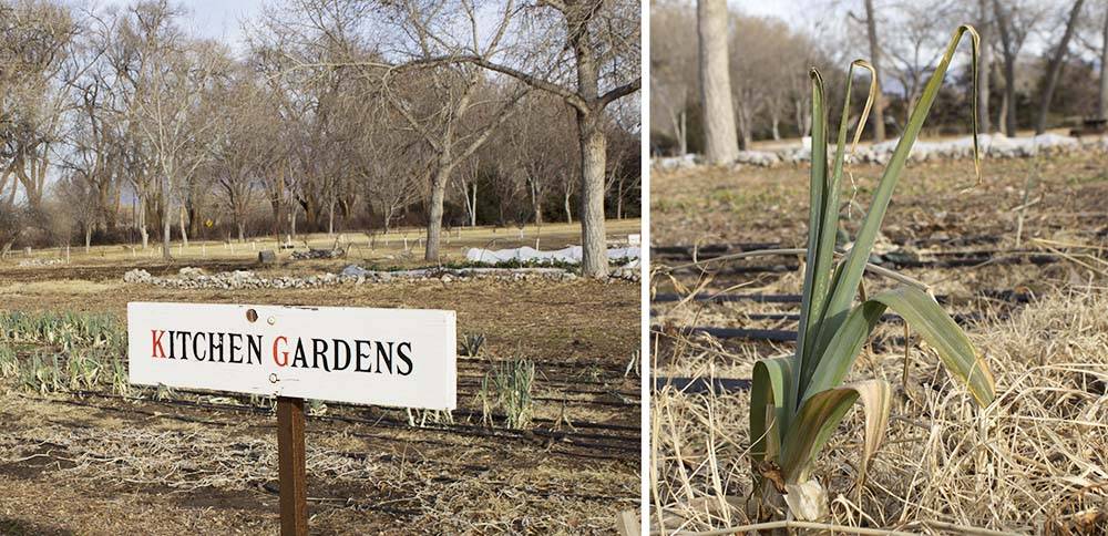 Overwintering leeks and rye in the kitchen gardens and fields.