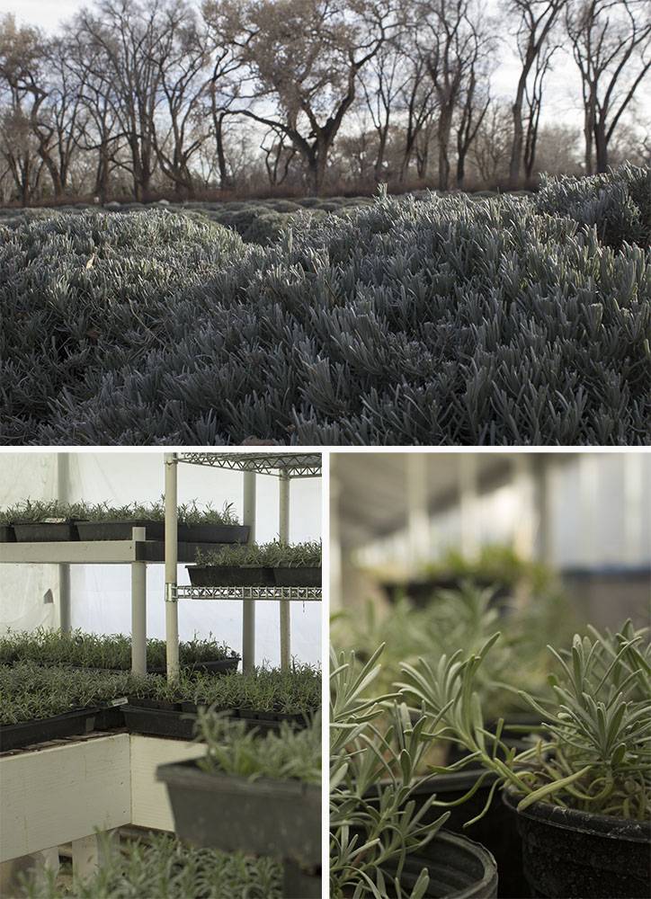 Above: Three acres of lavender growing in the winter fields. Below: Organic Lavender starts keeping warm in our greenhouse.