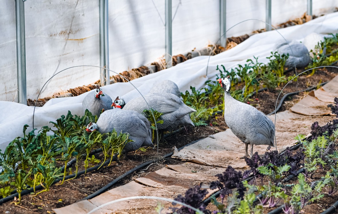 Vegetable starts in the greenhouse