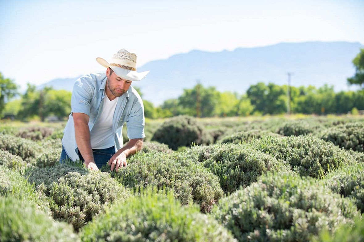 farmer tending to lavender